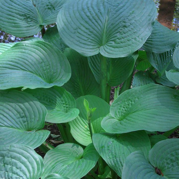 Jurassic Park Hosta - Hosta 'Jurassic Park' from Faller Landscape