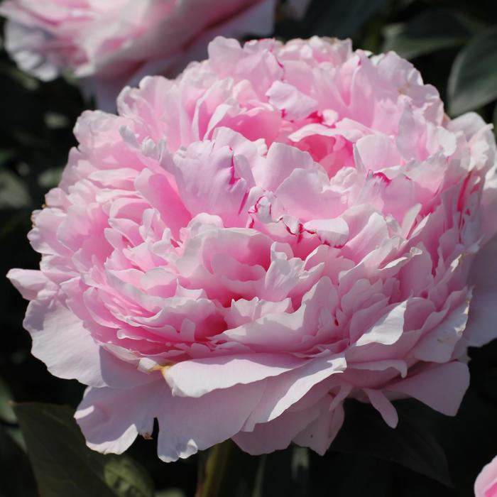 Sarah Bernhardt Peony - Paeonia 'Sarah Bernhardt' from Faller Landscape