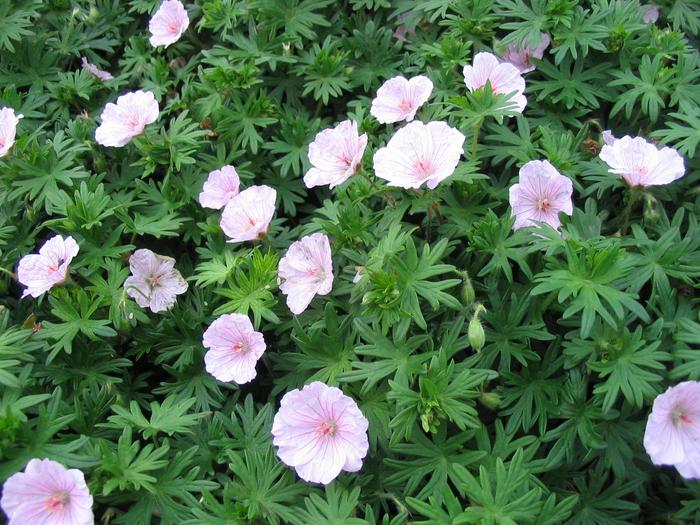 Lancaster Geranium - Geranium striatum 'Lancastiense' from Faller Landscape