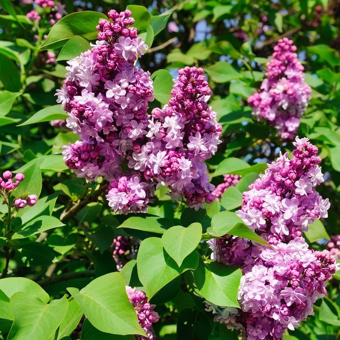 Prairie Petite Purple Lilac | Faller Landscape