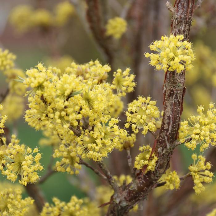 Saffron Sentinel® Cornelian Cherry - Cornus mas 'JFS PN4Legacy' from Faller Landscape