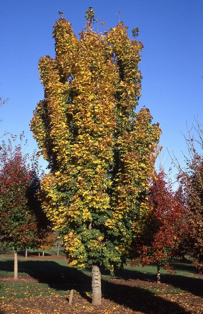 Columnar Norway Maple - Acer platanoides 'Columnar' from Faller Landscape