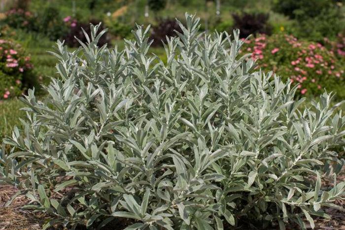 Iceberg Alley® Sageleaf Willow - Salix candida 'Jefberg' from Faller Landscape