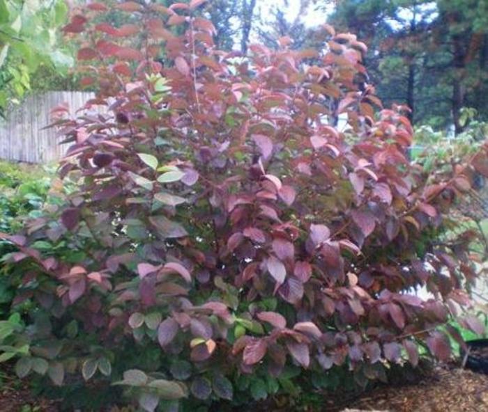 Copper Ridges Viburnum Faller Landscape