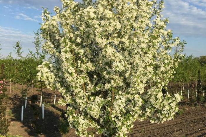 Starlite® Crabapple - Malus x 'Jeflite' from Faller Landscape