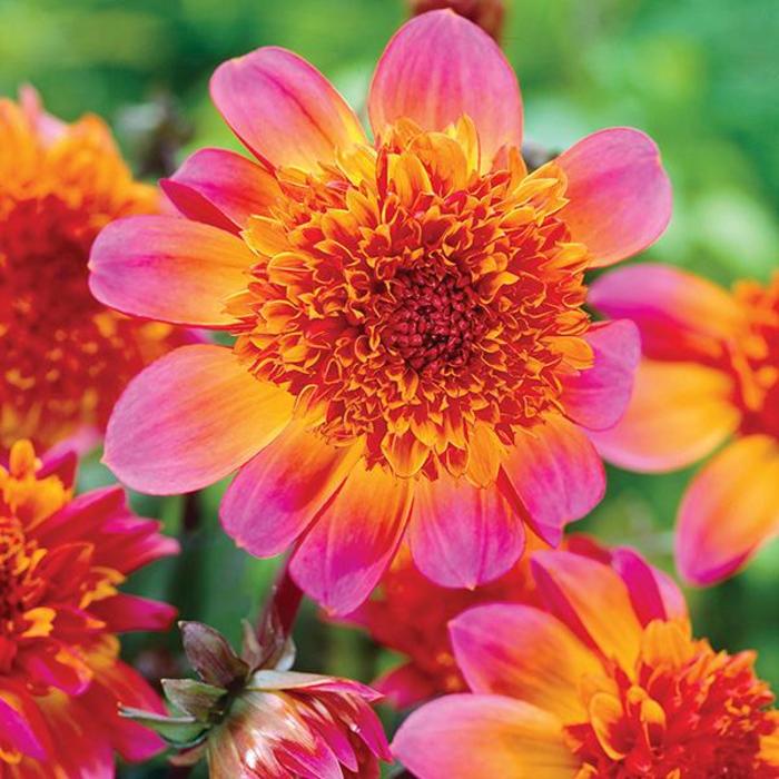Dahlia Powder Puff Floorinor Faller Landscape