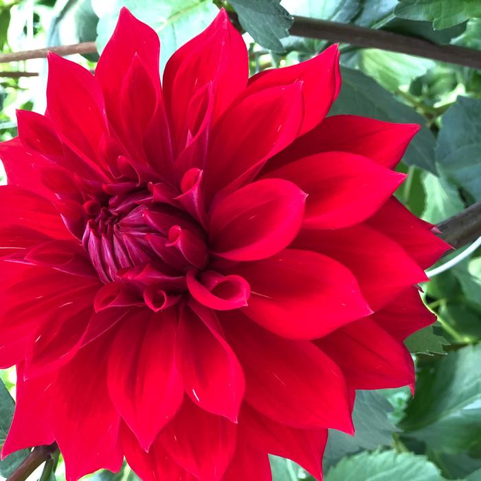 Babylon Red Dinner Plate Dahlia Faller Landscape