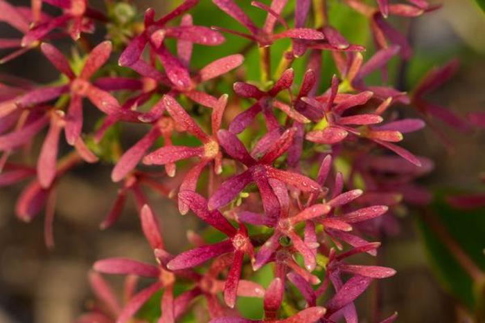 Tianshan® Seven-Son Flower - Heptacodium Miconiodes 'Minhep' from Faller Landscape
