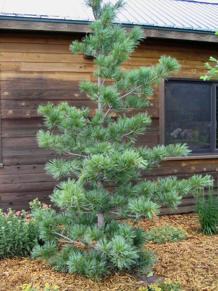 Silveray Korean Pine - Pinus koraiensis 'Silveray' from Faller Landscape