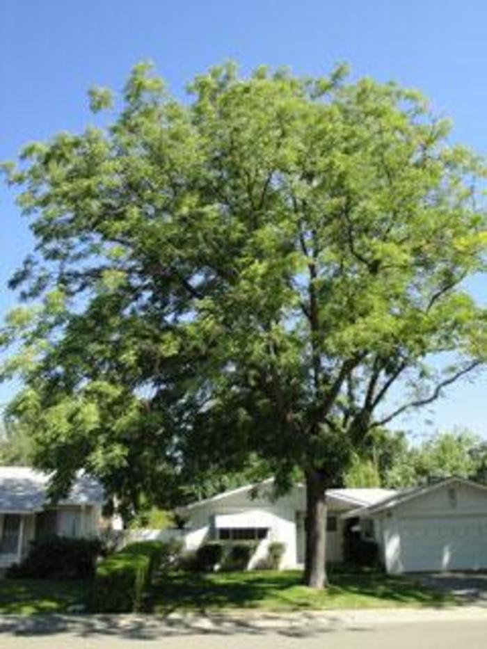 Espresso™ Kentucky Coffeetree - Gymnocladus dioicus 'Espresso' from Faller Landscape