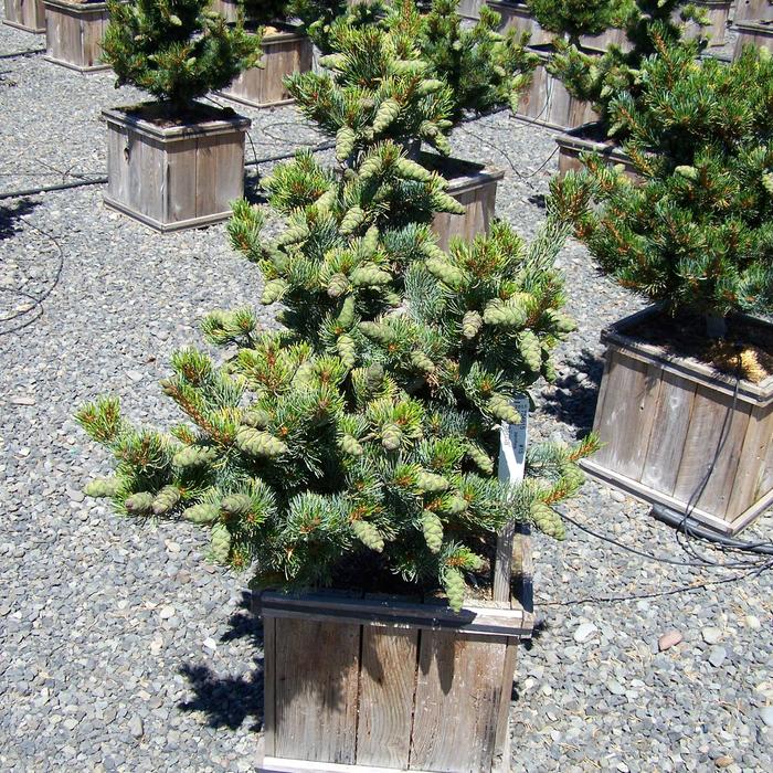 Miyajima Japanese White Pine - Pinus parviflora 'Miyajima' from Faller Landscape