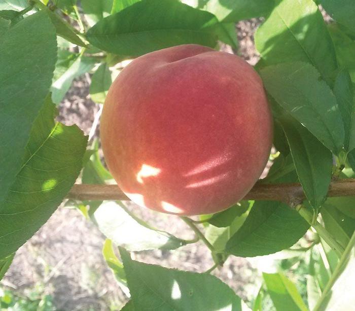 Contender Peach - Prunus 'Contender' from Faller Landscape