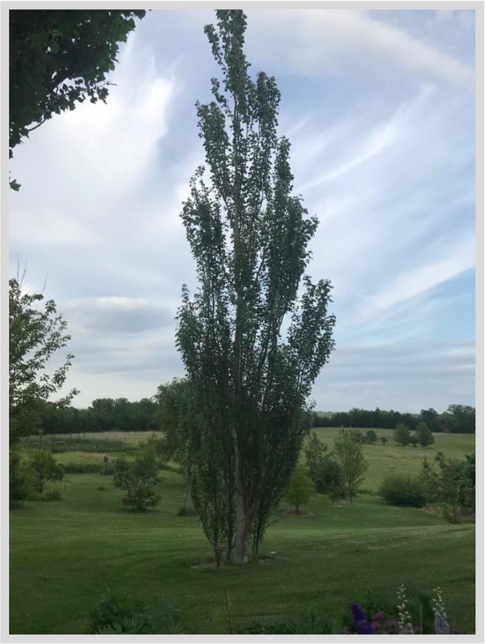 Xianjiang Columnar White Poplar - Populus tomentosa var. 'Xianjiang' from Faller Landscape