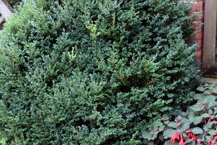 Green Mountain Boxwood - Buxus 'Green Mountain' from Faller Landscape
