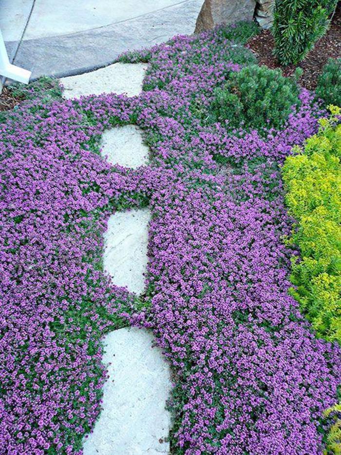 Creeping Thyme Faller Landscape
