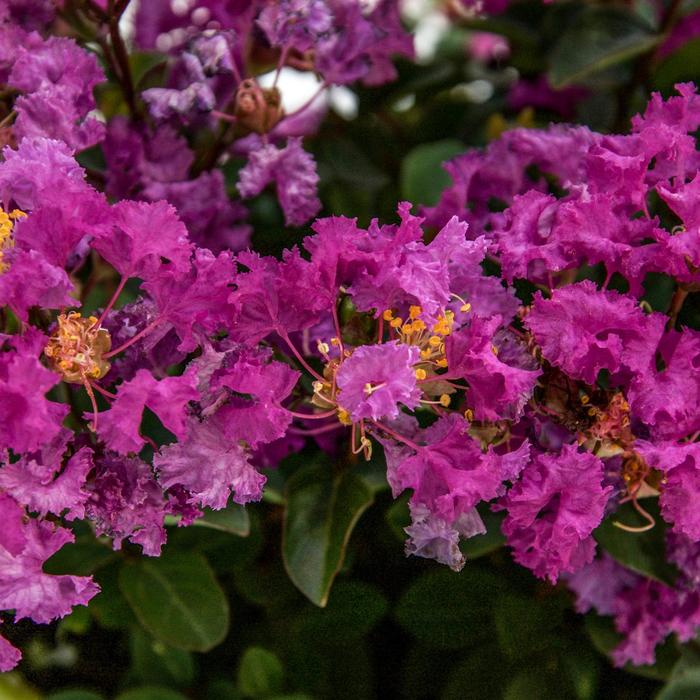 Bellini® Grape Lagerstroemia - Lagerstroemia indica 'Congrabel' from Faller Landscape