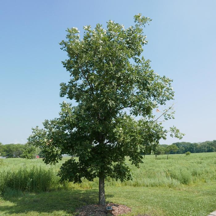 Bur Oak - Quercus macrocarpa from Faller Landscape