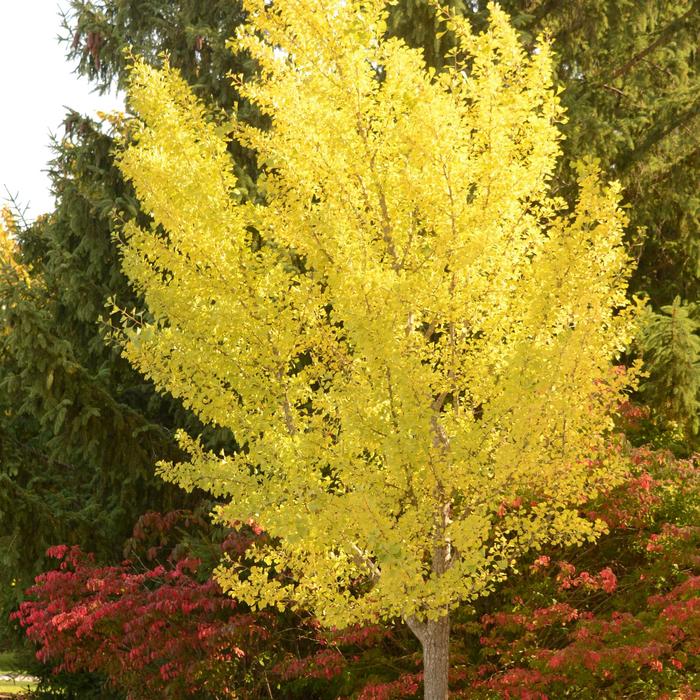 Autumn Gold Ginkgo - Ginkgo biloba 'Autumn Gold' from Faller Landscape