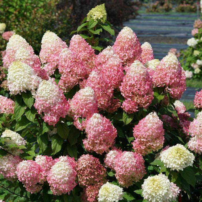 'Quick Fire Fab®' Panicle Hydrangea - Hydrangea paniculata from Faller Landscape