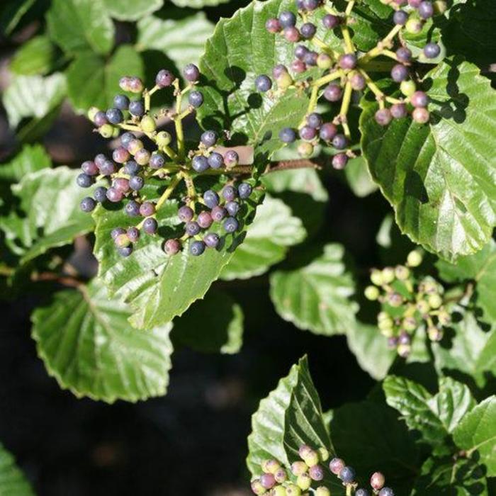 Glitters and Glows™ Viburnum - Viburnum dentatum var. deamii 'SMVDLS'/'SMVDBL' from Faller Landscape