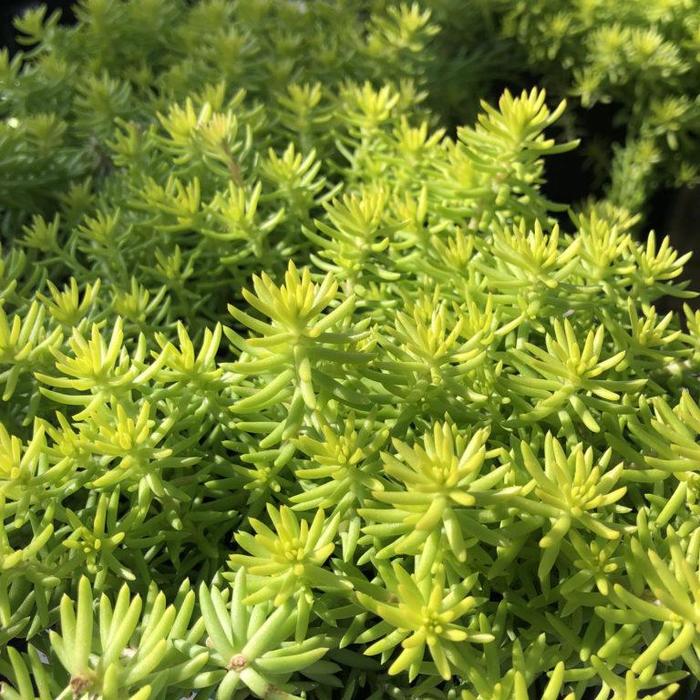 SUNSPARKLER®'Angelina's Teacup' Sedum | Faller Landscape