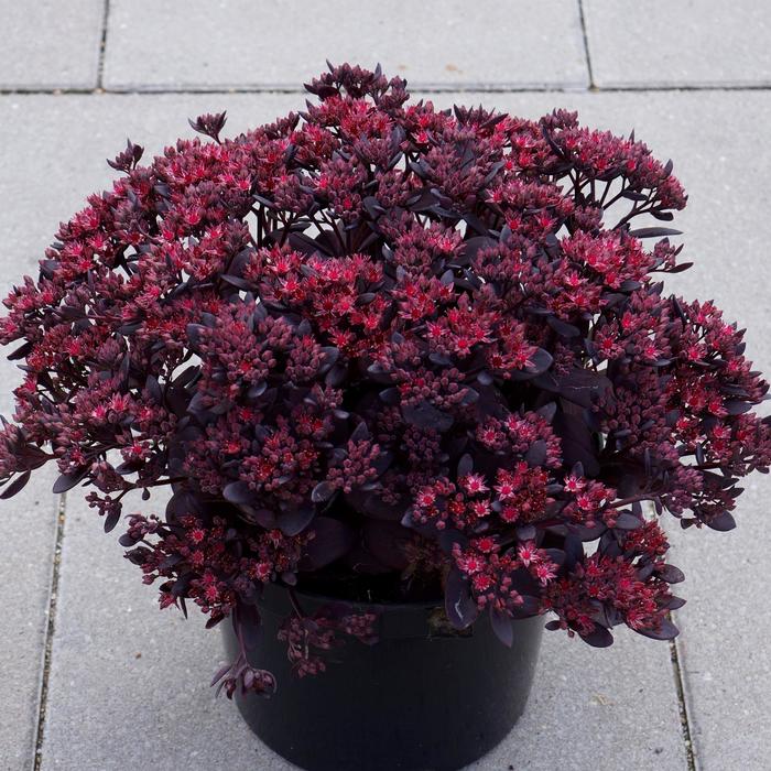 SunSparkler® Plum Dazzled Sedum - Sedum 'SunSparkler Plum Dazzled' from Faller Landscape