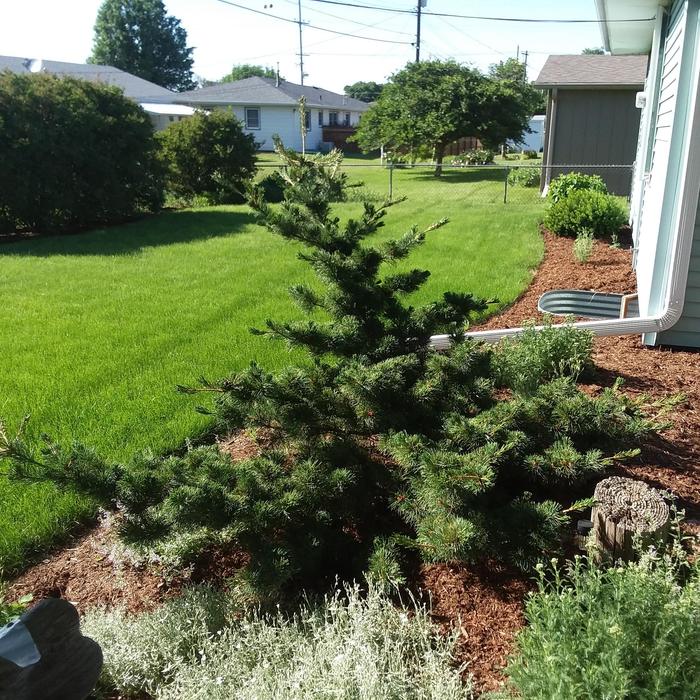 Fukuzumi Japanese White Pine - Pinus parviflora 'Fukuzumi' from Faller Landscape