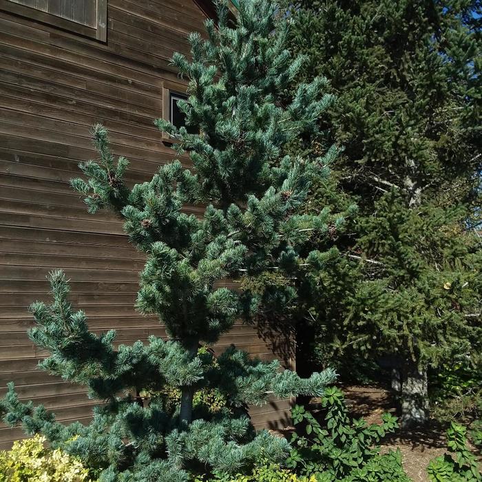 Japanese White Pine - Pinus parviflora 'Glauca' from Faller Landscape