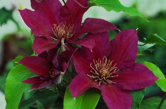 Picardy Clematis - Clematis 'Picardy' from Faller Landscape
