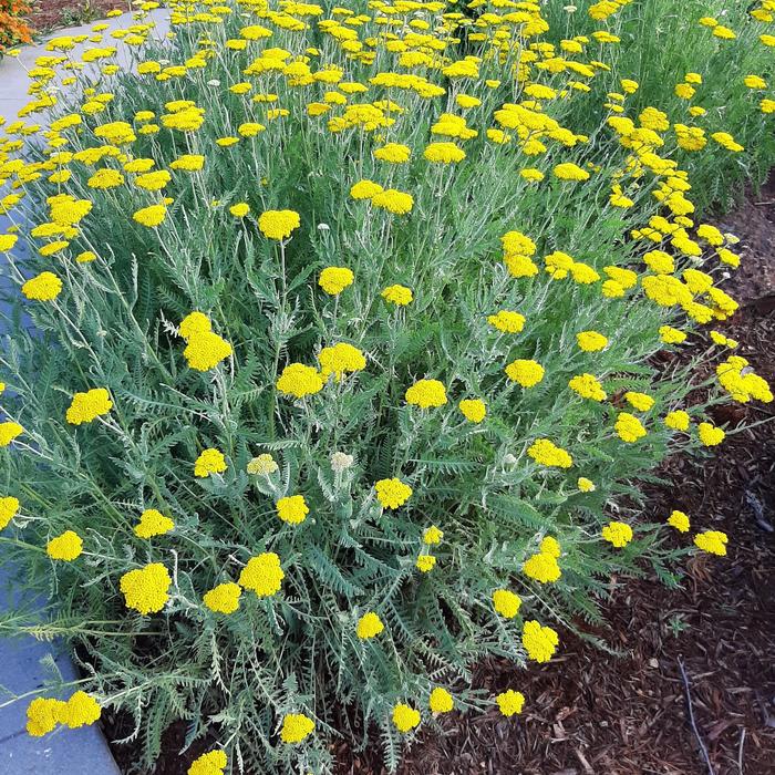 Coronation Gold Yarrow - Achillea millefolium 'Coronation Gold' from Faller Landscape