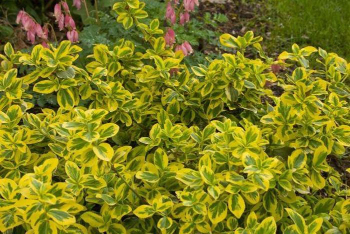 Gold Splash® Euonymus - Euonymus fortunei 'Roemertwo' from Faller Landscape