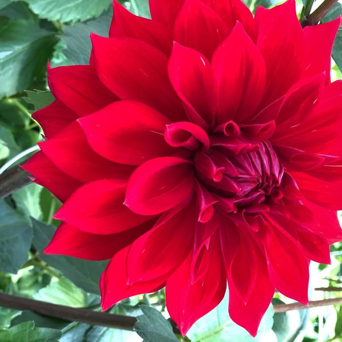 Dahlia Dinnerplate Babylon Red Faller Landscape
