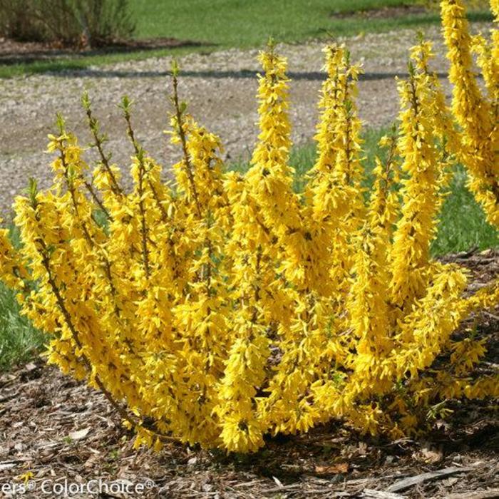 Show Off® Sugar Baby® Forsythia - Forsythia 'NIMBUS' from Faller Landscape