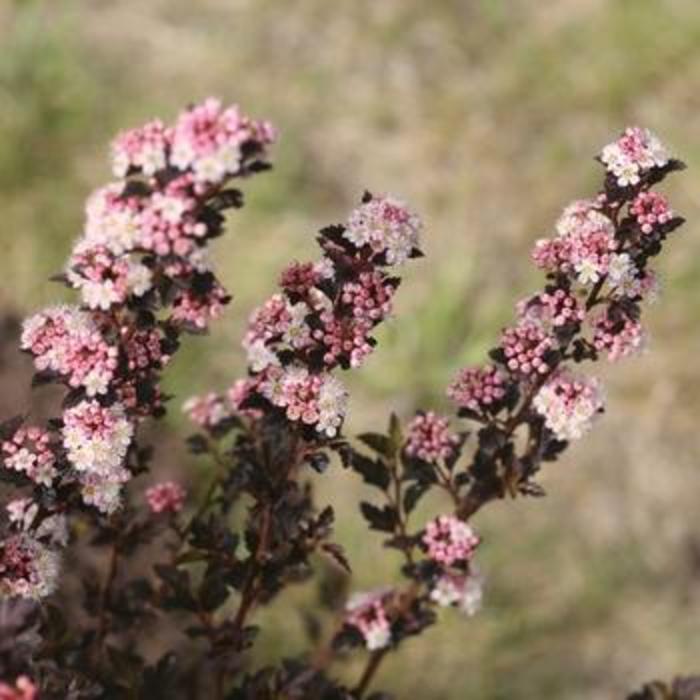 Tiny Wine® Ninebark - Physocarpus opulifolius 'SMPOTW' from Faller Landscape