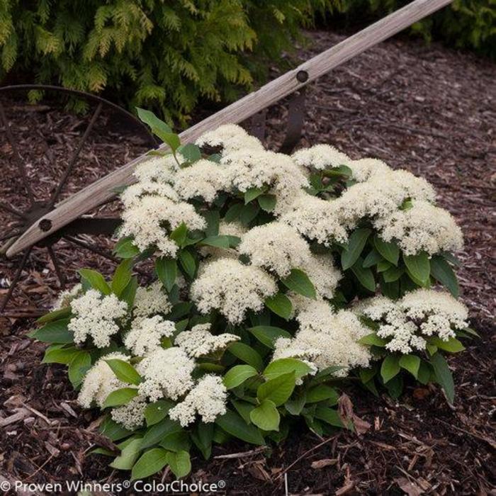 Lil' Ditty® Viburnum - Viburnum cassinoides 'SMNVCDD' from Faller Landscape