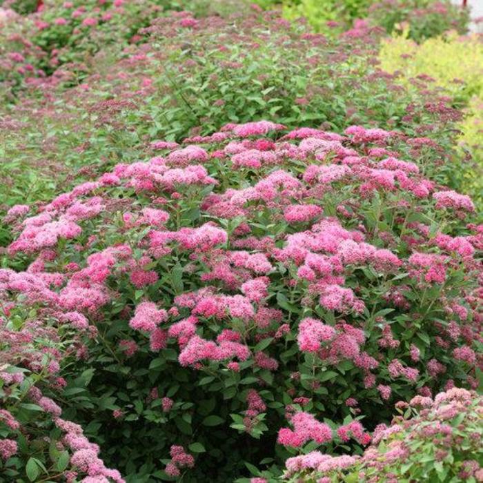 by Kalksten Fordeling Double Play® Red Spirea | Faller Landscape