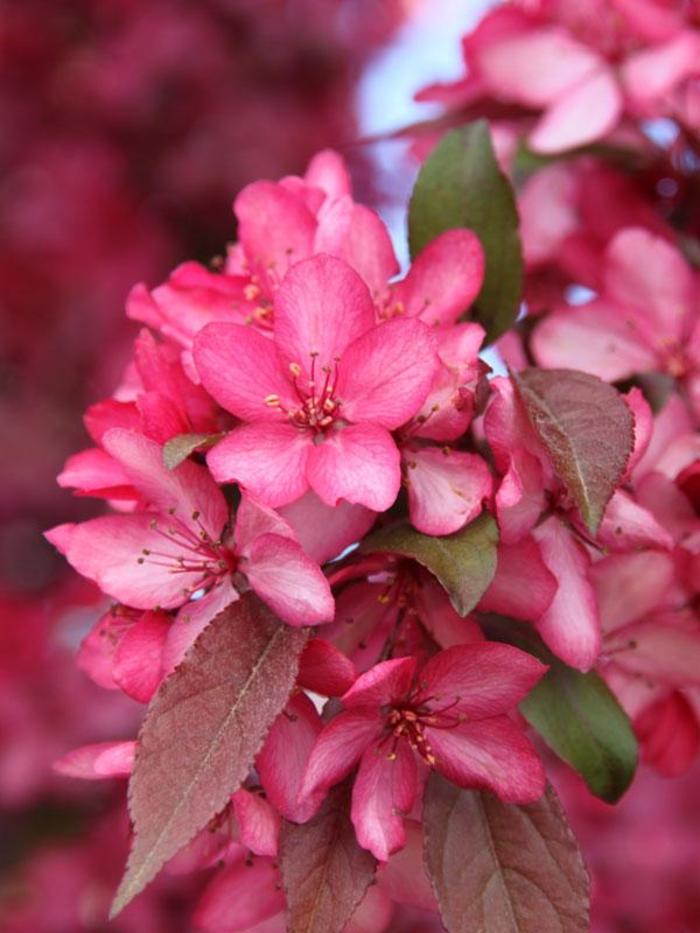 Royal Raindrops® Crabapple - Malus 'JFS-KW5' from Faller Landscape