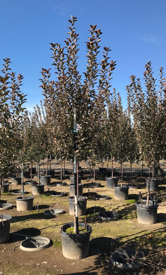 Velvet Pillar™ Crabapple - Malus 'Velvet Pillar' from Faller Landscape