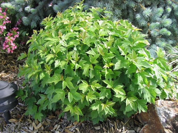 Dwarf European Cranberry Bush - Viburnum opulus 'Nanum' from Faller Landscape