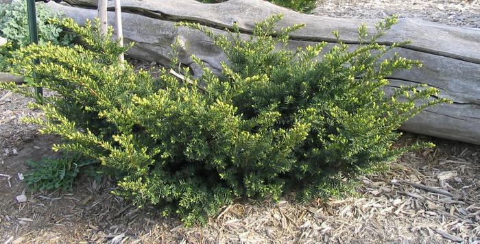 Everlow Yew - Taxus x media 'Everlow' from Faller Landscape