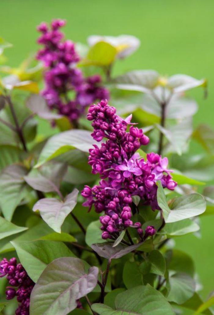 Virtual Violet® Lilac - Syringa 'BailBridget' from Faller Landscape