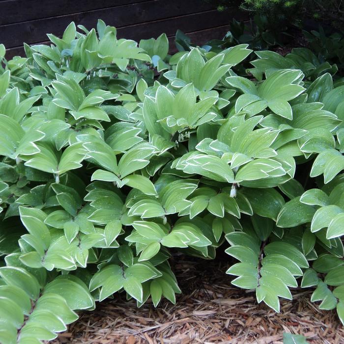 Solomon's Seal - Polygonatum multiflorum 'Variegatum' from Faller Landscape