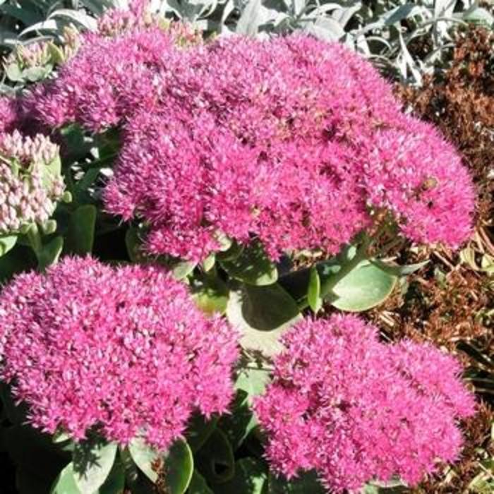 Neon Sedum - Sedum spectabile 'Neon