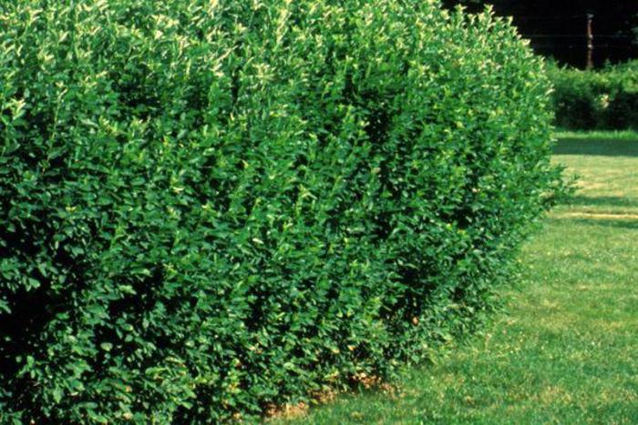 Hedge Cotoneaster - Cotoneaster lucidus from Faller Landscape