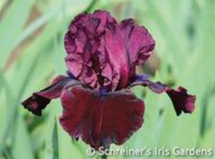 Redneck Girl Iris - Iris germanica 'Redneck Girl' from Faller Landscape