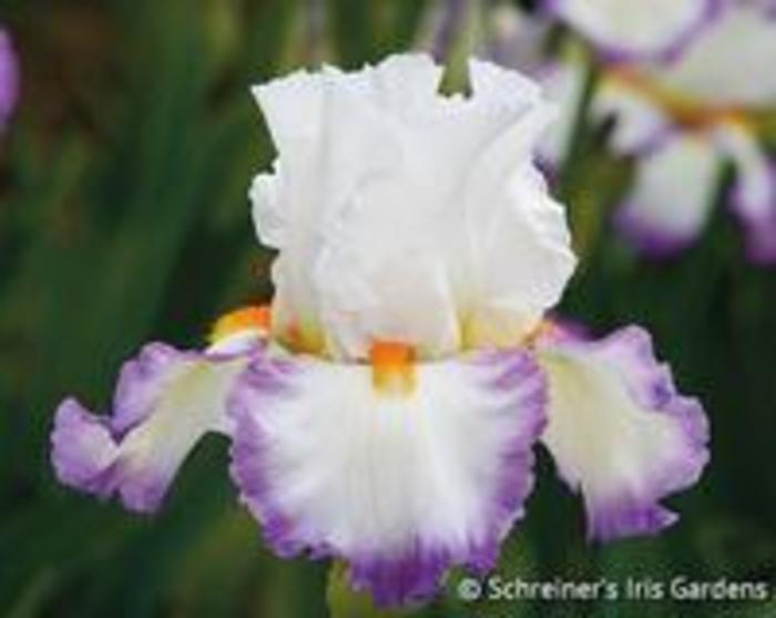 Sterling Fresh Iris - Iris germanica 'Sterling Fresh from Faller Landscape