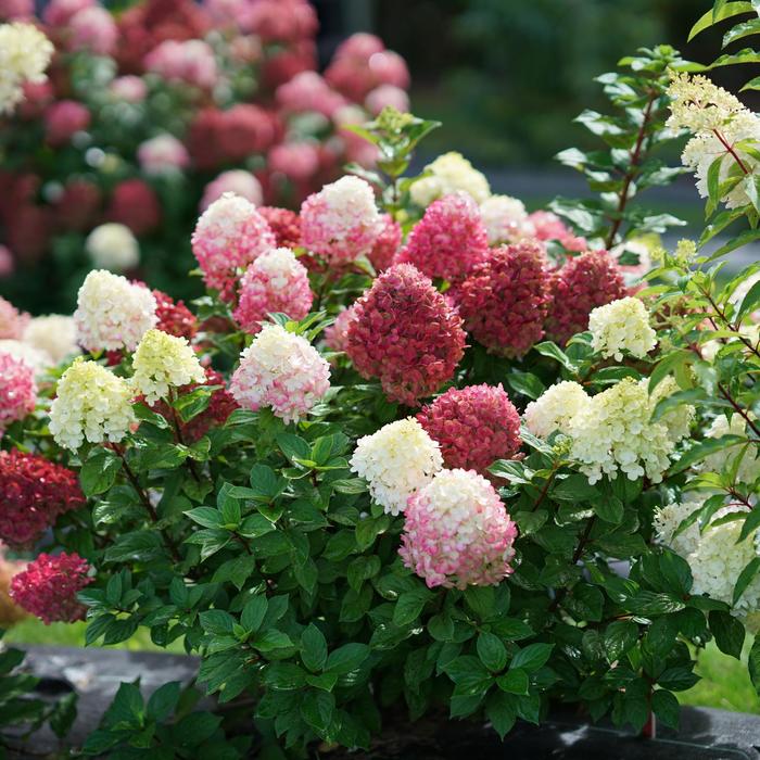 'Little Lime Punch&trade;' Panicle Hydrangea - Hydrangea paniculata from Faller Landscape
