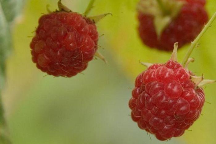 Caroline Raspberry - Rubus 'Caroline' from Faller Landscape