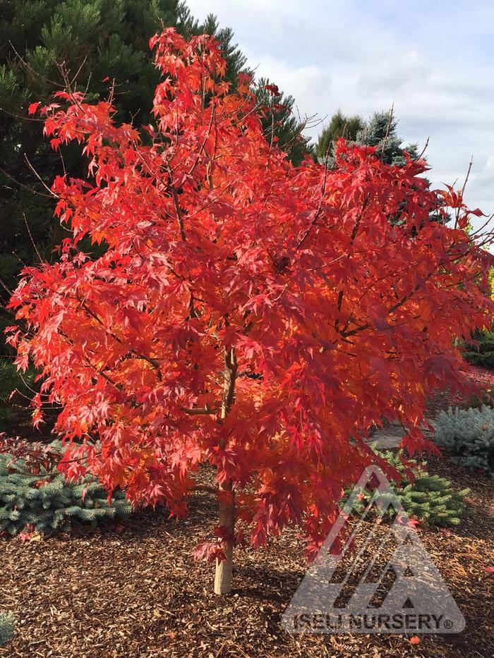 Pacific Rim® 'Final Fire®' Maple - Acer x pseudosieboldianum 'IsFinFr' from Faller Landscape
