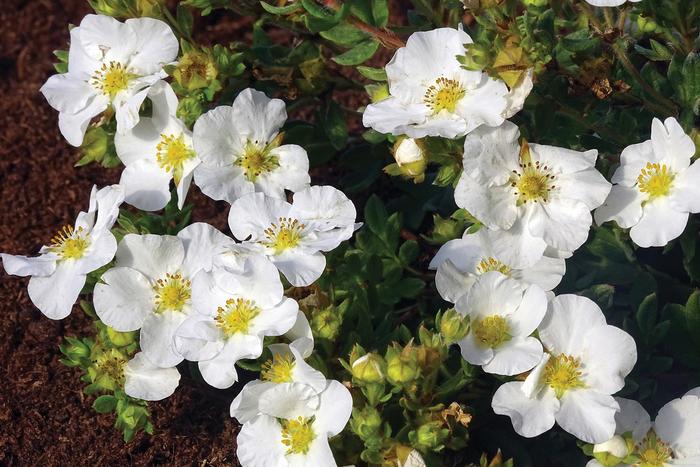 Bella Bianca&reg; Potentilla - Potentilla fruticosa 'Hachbianca' from Faller Landscape